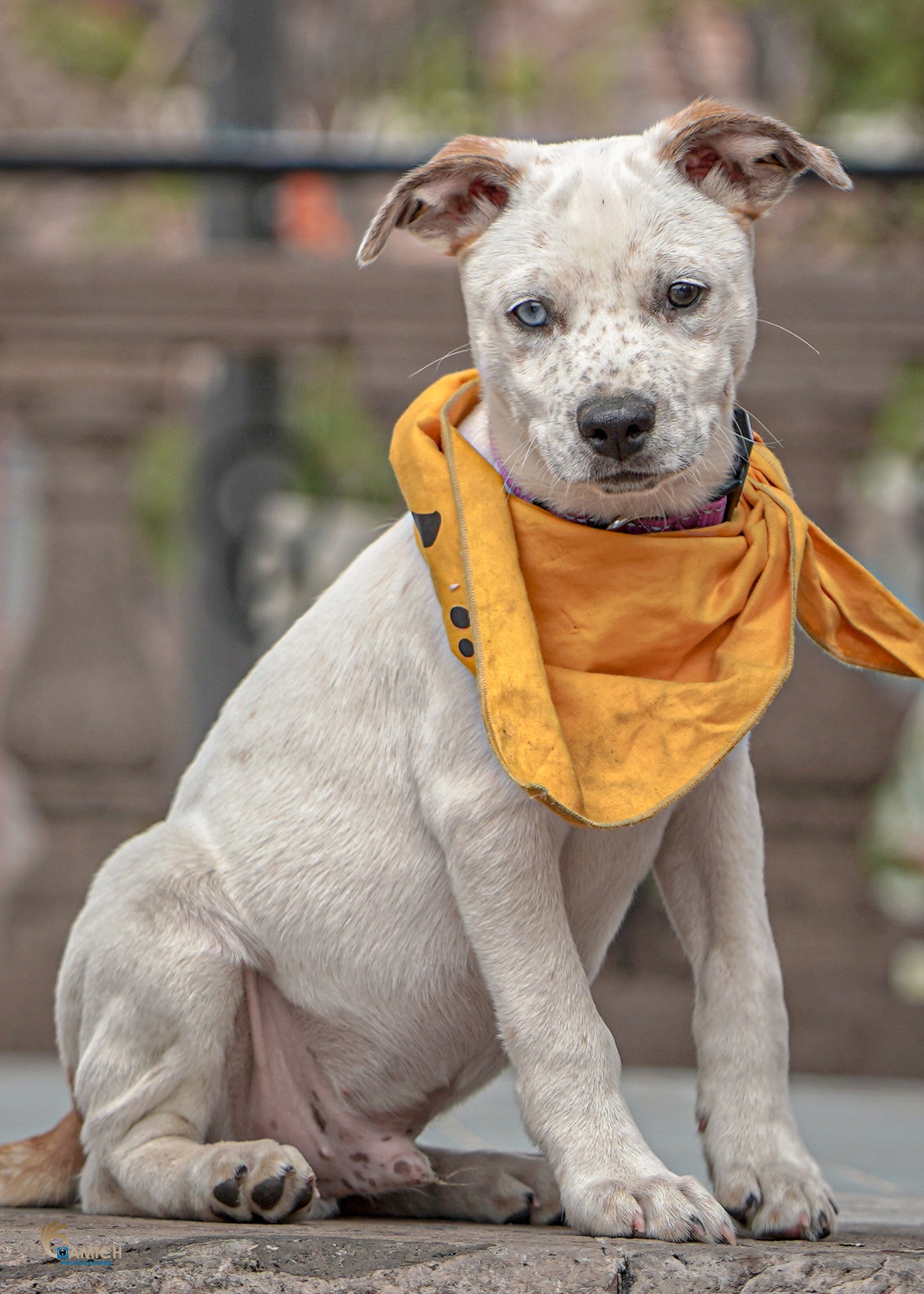 Pets Photo Shoot at Mariachi Plaza de Los Angeles + Print 8x10 with Frame