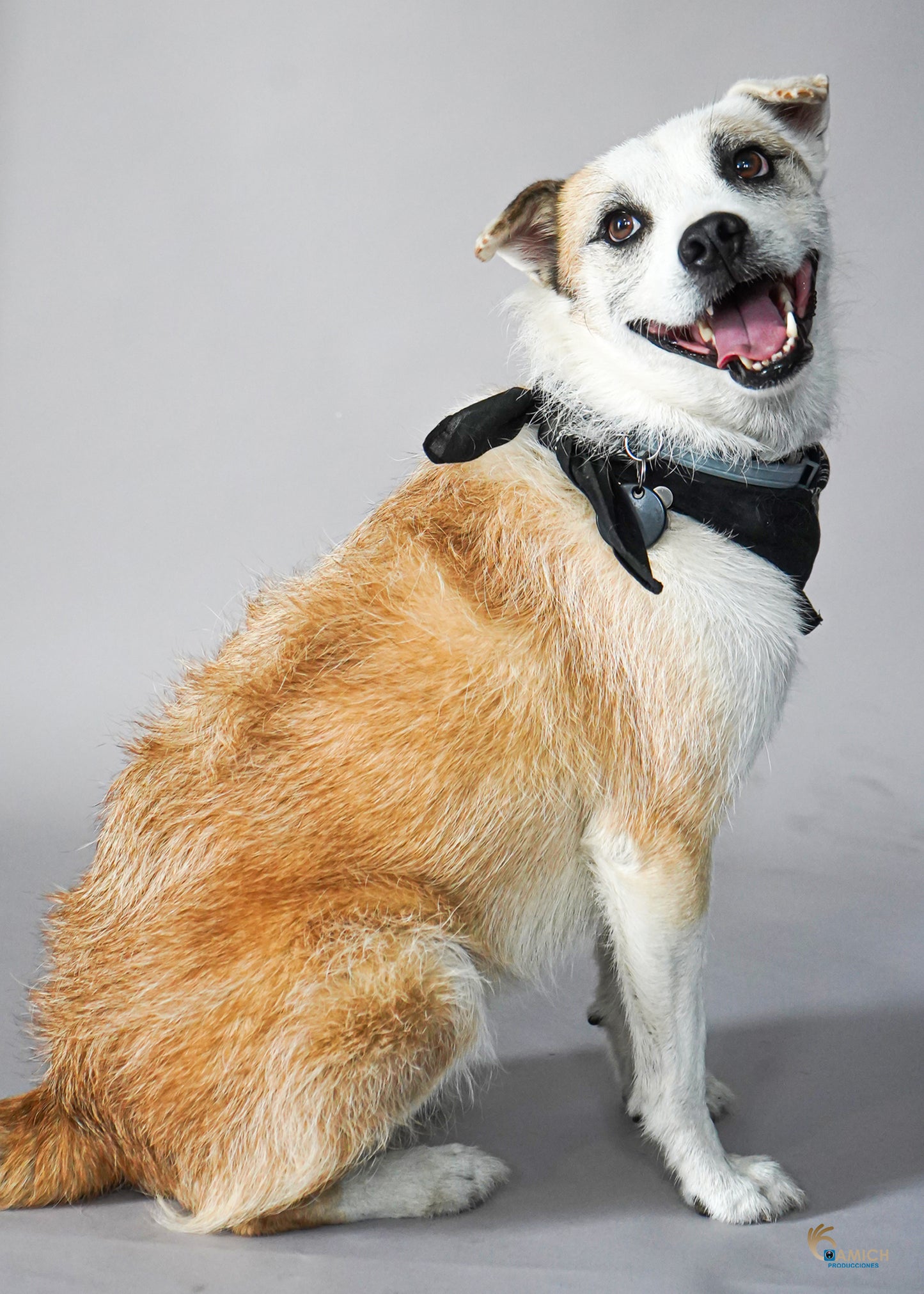 Pets Photo Shoot at Mariachi Plaza de Los Angeles + Print 8x10 with Frame