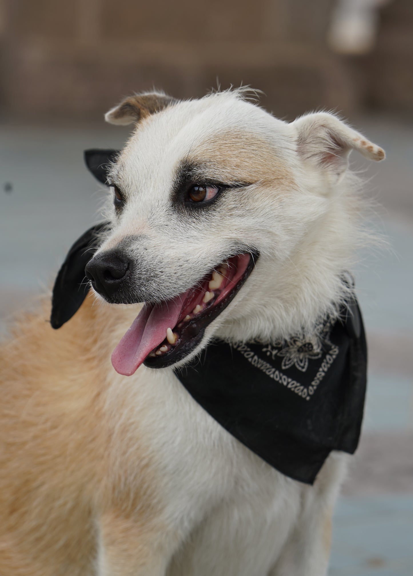 Pets Photo Shoot at Mariachi Plaza de Los Angeles + Print 8x10 with Frame