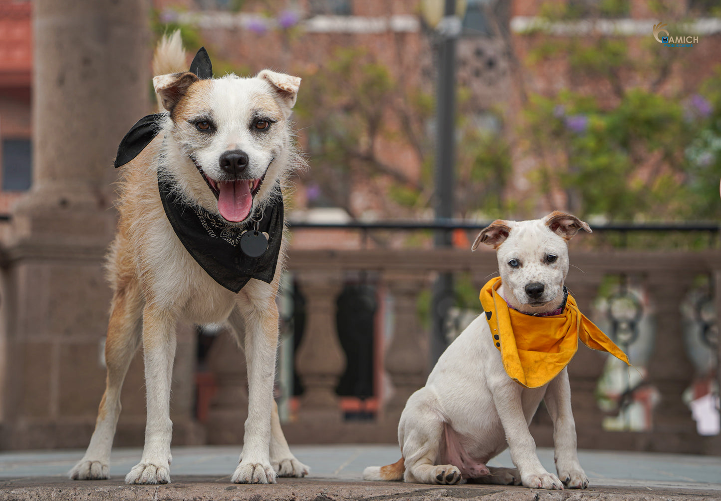 Pets Photo Shoot at Mariachi Plaza de Los Angeles + Print 8x10 with Frame