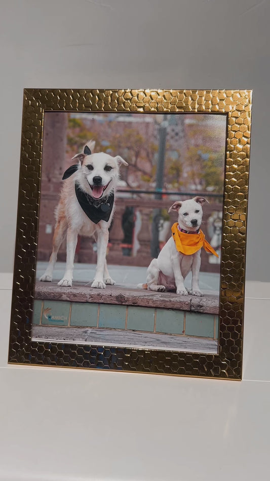 Pets Photo Shoot at Mariachi Plaza de Los Angeles +  Print 8x10 with Frame